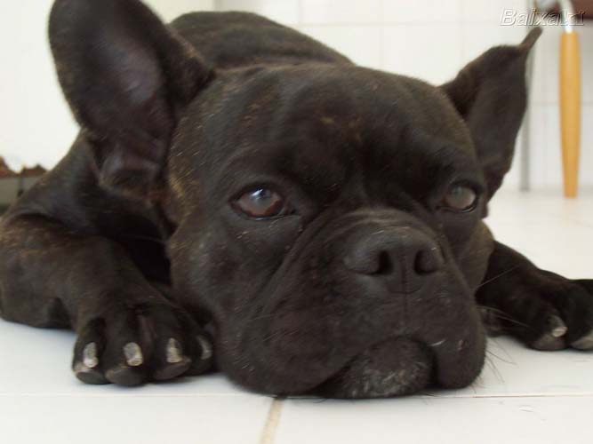 Cachorro 7.jpg